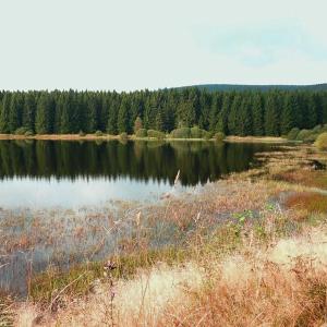 Zankwieser Teich