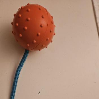 masoeier