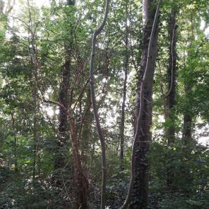 Kleine Wald in Heinsberg