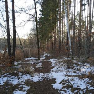 FKK am Niemtscher Strand (Senftenberger See)