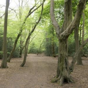 Whipps Cross / Epping Forest