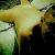 David_Camp